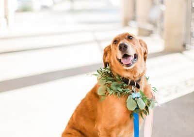 Dog In Ceremony